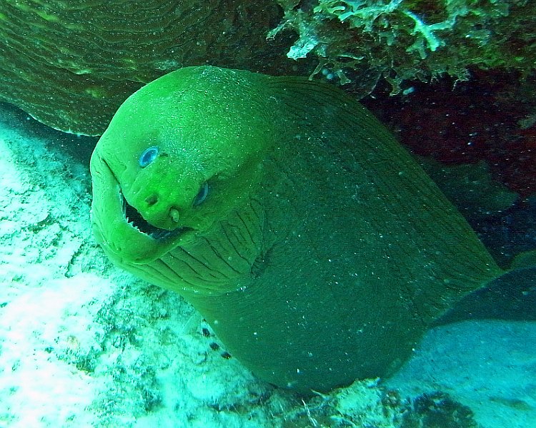 UWBN15-Green Moray 2015
